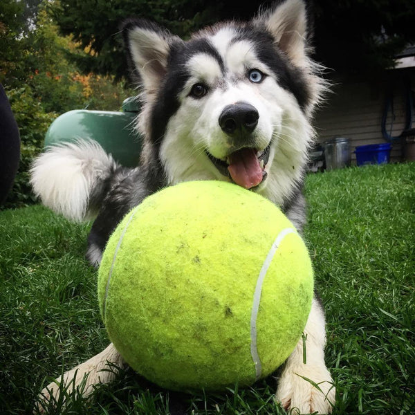 Doggy sale jumbo ball